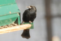 Red-winged Blackbird