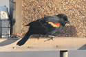 Red-winged Blackbird