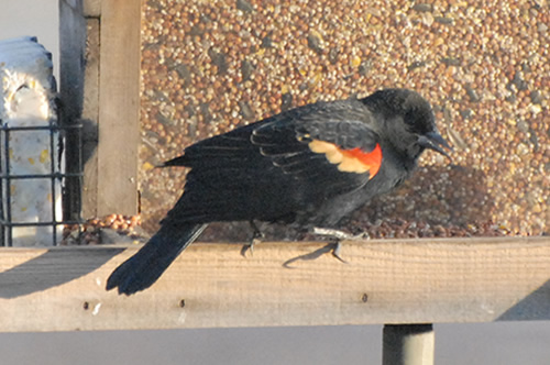 Red-winged Blackbird