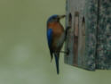 Blue bird at house