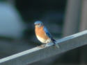 bluebird on rail