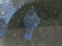 Bluebird young