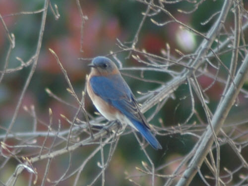 Eastern Bluebird