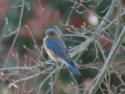 Bluebird 
