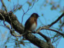 Blue Bird