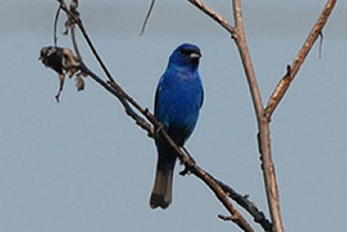Indigo Bunting