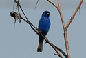 Indigo Bunting