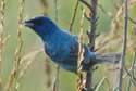 Indigo Bunting
