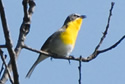 Yellow-breasted Chat - Male