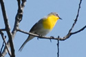 Yellow-breasted Chat