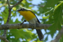 Yellow-breasted Chat - Female