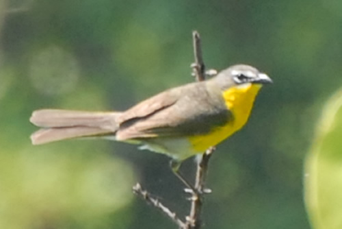 Yellow-breasted Chat