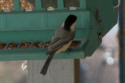 Carolina Chickadee back