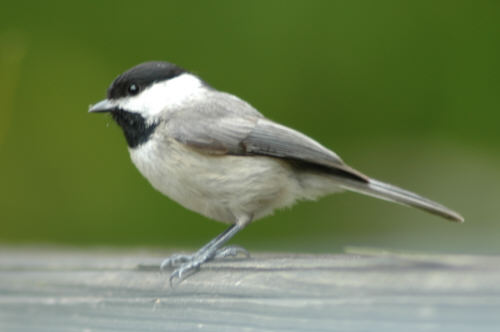 Carolina Chickadee