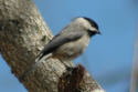Carolina Chickadee in Dogwood Tree - 03-10-07