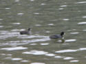 American Coot