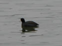 American Coot