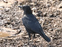 American Crow