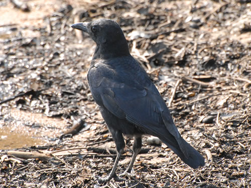 American Crow