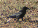 American Crow