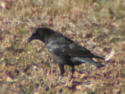 American Crow
