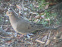 Mourning Dove