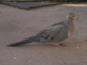 Mourning Dove