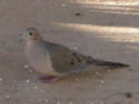 Mourning Dove