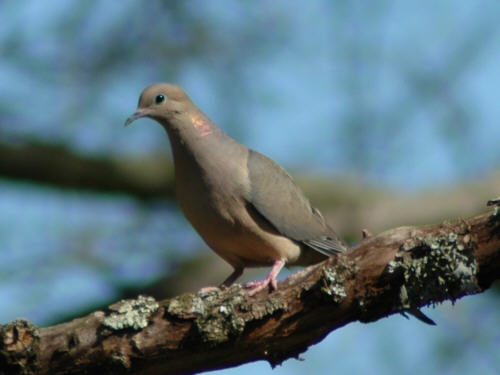 Mourning Dove