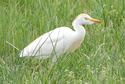 Cattle Egret - Male