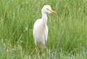 Cattle Egret