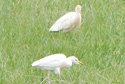 Cattle Egret - Female