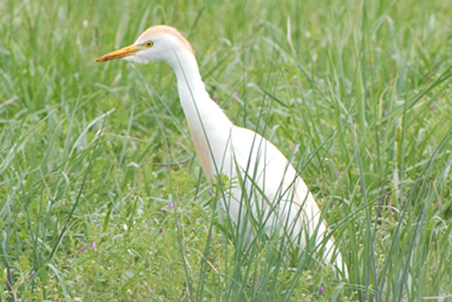 Cattle Egret