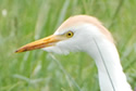 Cattle Egret
