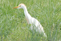 Cattle Egret