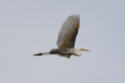 Great Egret in flight