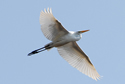 Great Egret in flight