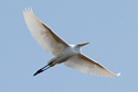 Great Egret in flight
