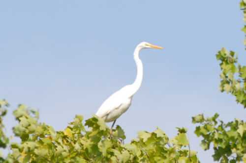 Great Egret