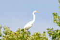 Great Egret in tree