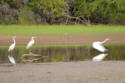Great Egret taking flight