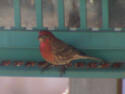 House Finch