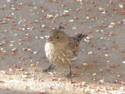 House Finch