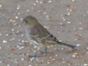 House Finch female