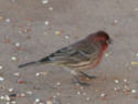 House Finch male