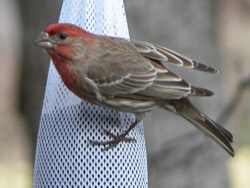 House Finch