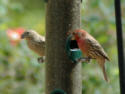 House Finch pair