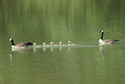 Canada Geese with "Ducks in a Row"