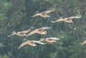 Canada Geese Landing