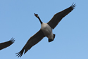 Canada Goose in Flight